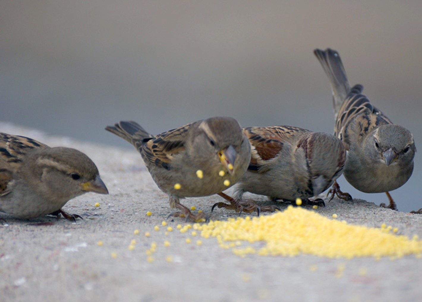 Птички клюют зерна
